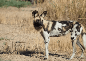 African wild dog