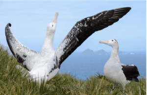 Albatross