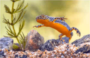 Alpine newt