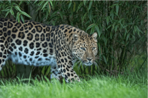 Amur leopard