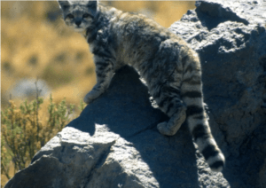 Andean mountain cat