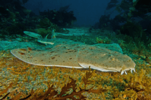 Angel Shark