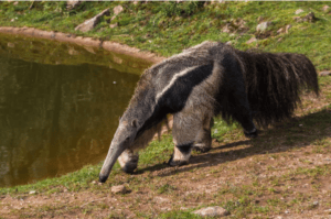 Anteater