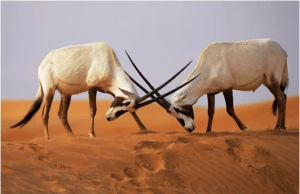 Arabian oryx