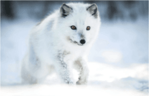 Arctic fox