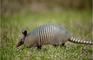 Armadillo