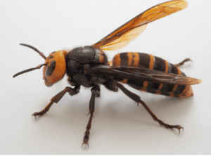 Asian Giant Hornet