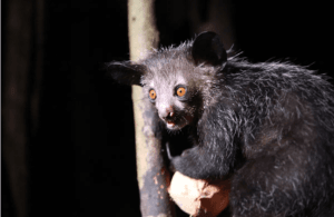 Aye-aye