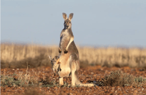 Baby Kangaroo