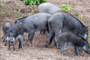 Bawean warty pigs