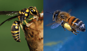 Bees and Wasps