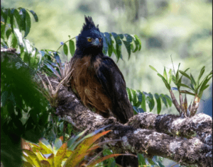 Black and chestnut eagle