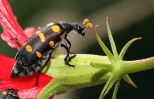 Blister beetles