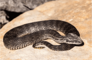 Common death adder