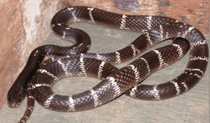 Common krait