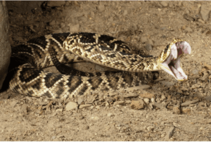 Eastern Diamondback Rattlesnake