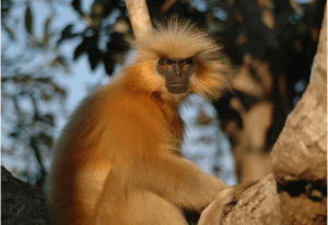 Golden langurs