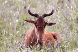 Hirola antelope