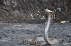 Indian cobra