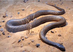 Inland taipan