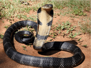 King cobra