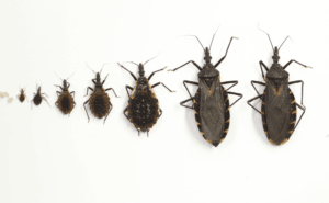 Kissing bugs