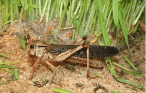 Locusts