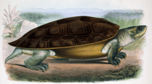 Northern river terrapins