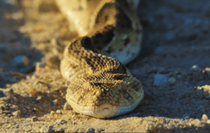 Puff adder