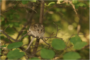 Roach’s mouse-tailed dormouse