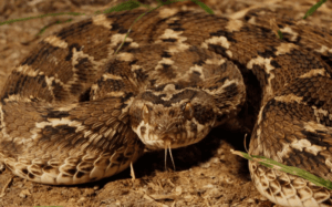 Saw-scaled viper