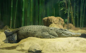 Siamese crocodiles