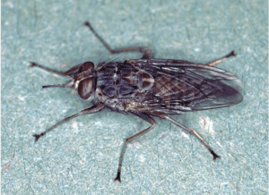 Tsetse Fly