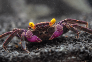 Vampire Crab 