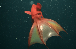 Vampire Squid