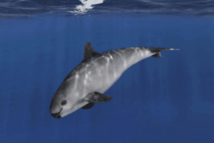 Vaquita