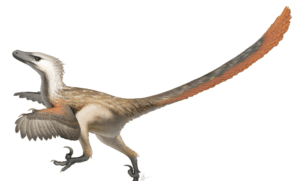 Velociraptor