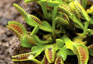 Venus Flytrap