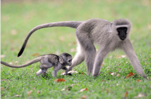 Vervet Monkey