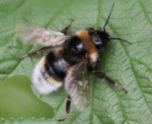 Vestal Cuckoo Bumblebee