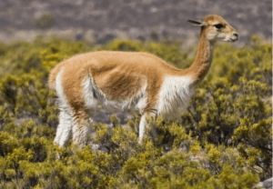 Vicuña