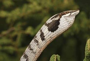 Vine Snake