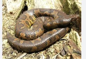 Viper Boa