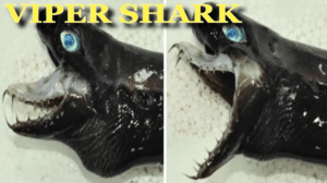 Viper Shark (dogfish)