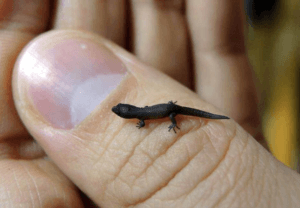 Virgin Islands Dwarf Gecko