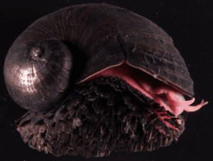 Volcano Snail