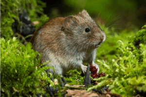 Vole