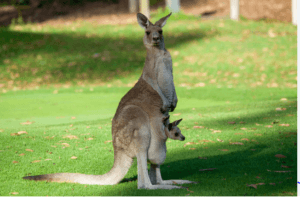 baby kangaroo in pouch