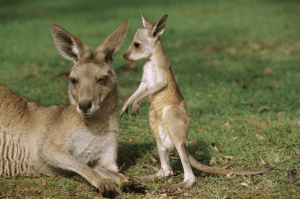 joey kangaroo