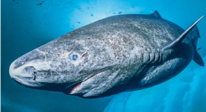 140- 500 years Greenland Shark